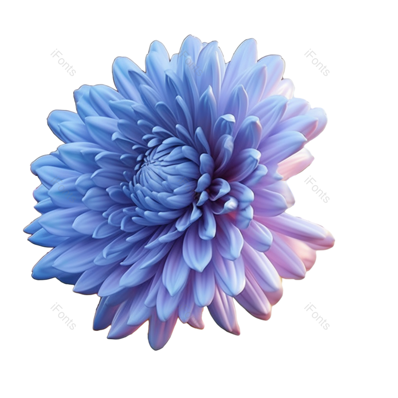 节日图片,元素元素,菊花PNG,秋天免抠素材